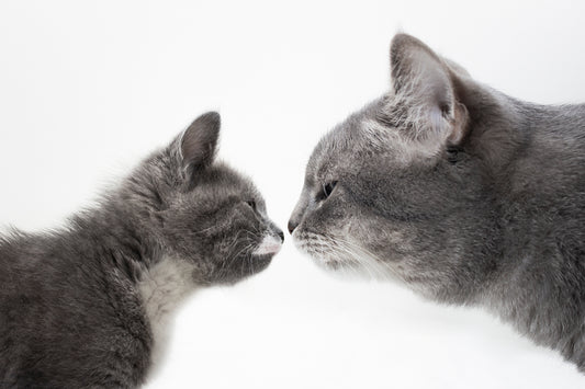 Bridge the Generational Gap: Introducing Young Cats to Your Senior Feline Friend