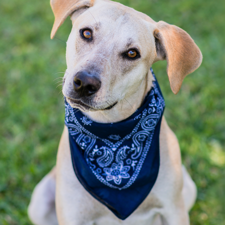 Bandanas & Collars